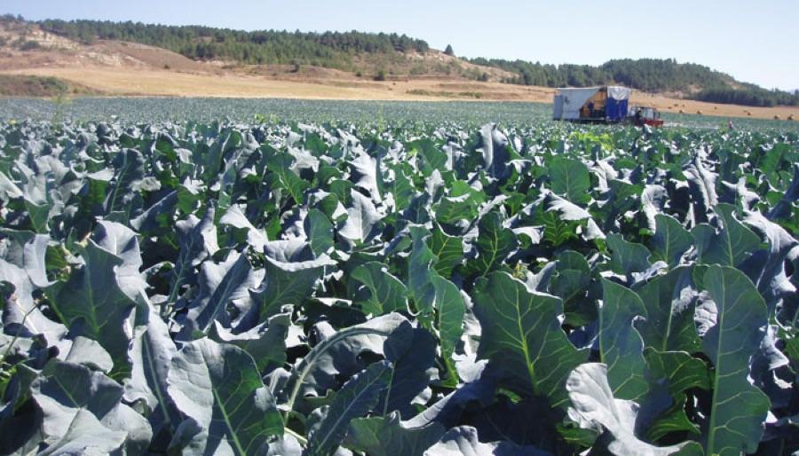 Campo de brócoli de Granja Martínez